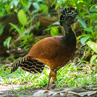 Dominical - Hacienda Baru - Great curassow